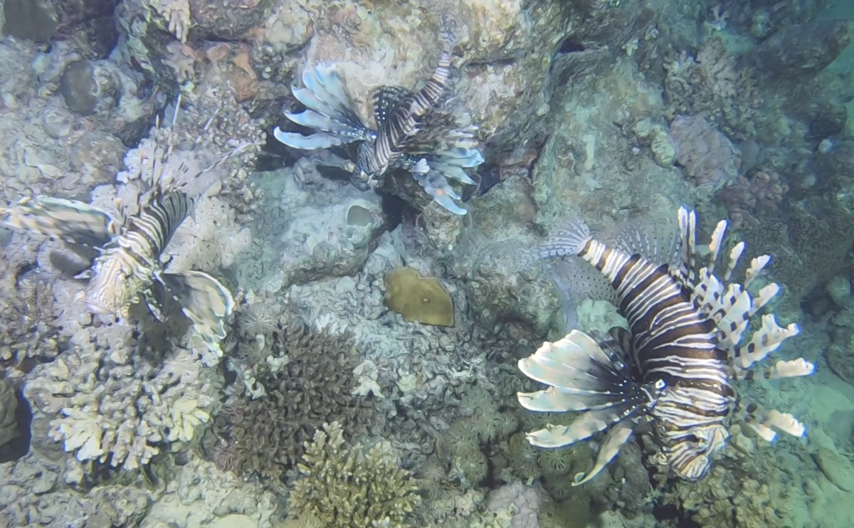 PEZ LEON, LION FISH – ScubaNomadas