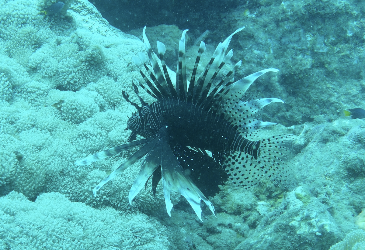 PEZ LEON, LION FISH – ScubaNomadas